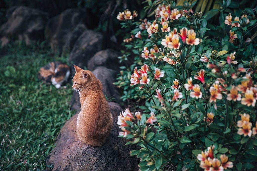 bali wedding photographer