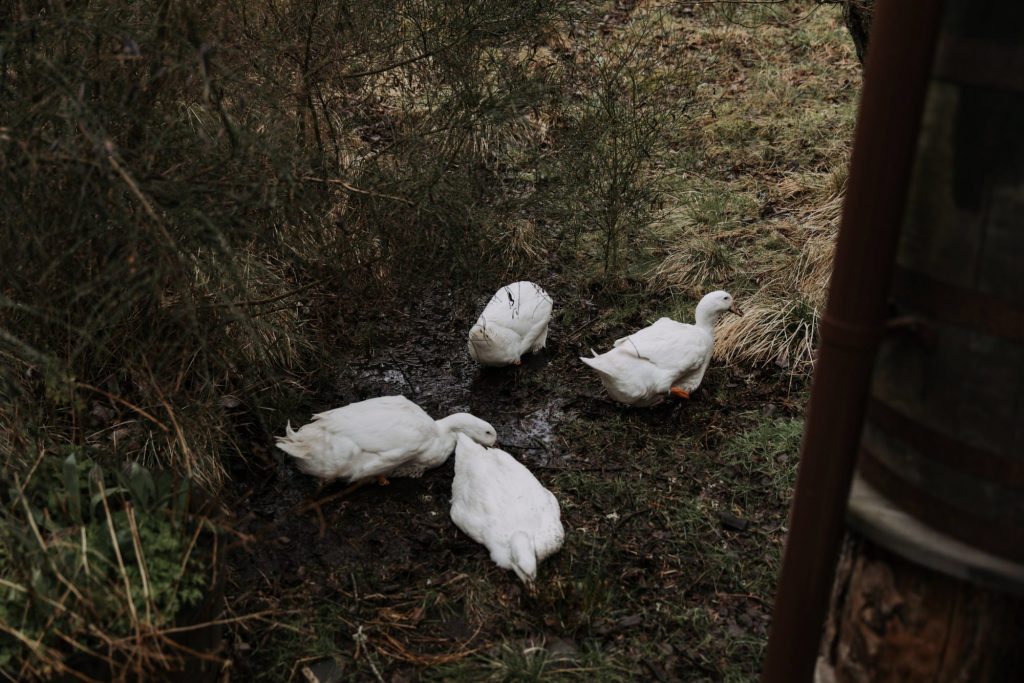 the lazy duck