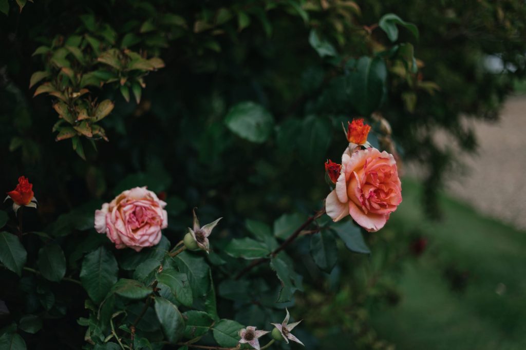 pink roses