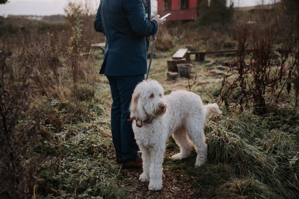 dog at wedding