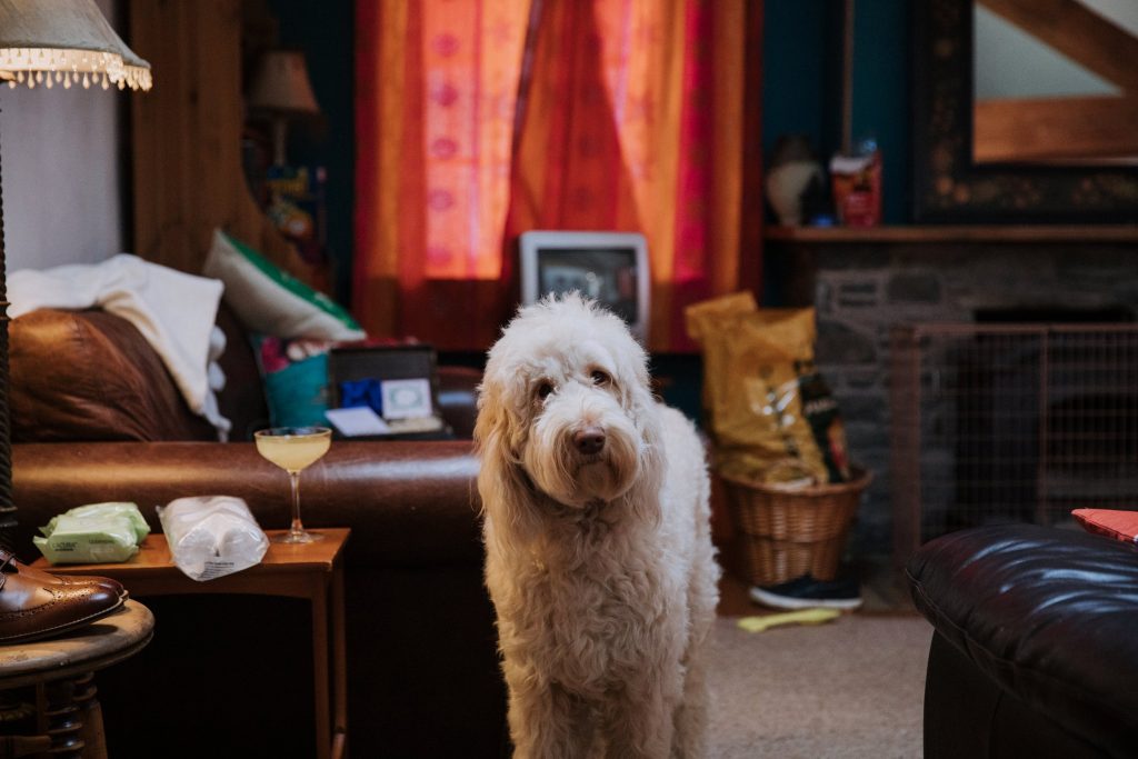cute dog