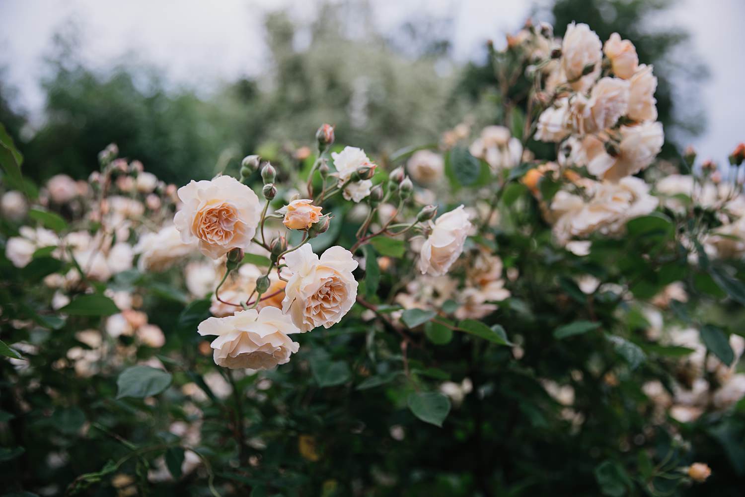 pink roses